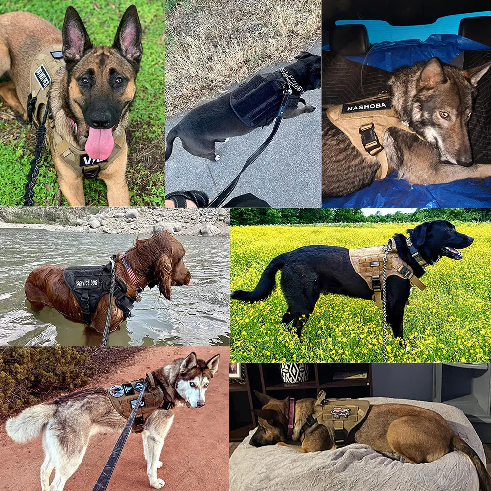 PETRAVEL Dog Harness And Leash Set Vest Harness For Training